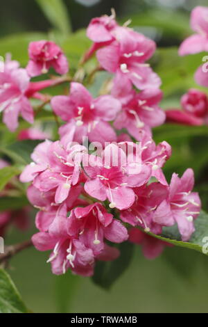 Weigela 'Red' floraison tout l'été à la fin du mois de mai Banque D'Images