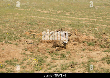 Dead camel dans la steppe. Banque D'Images