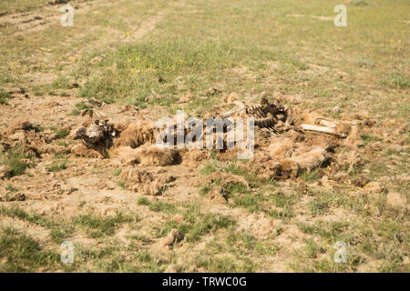 Dead camel dans la steppe. Banque D'Images