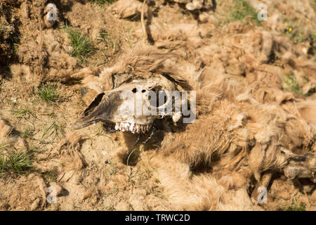 Dead camel dans la steppe. Banque D'Images