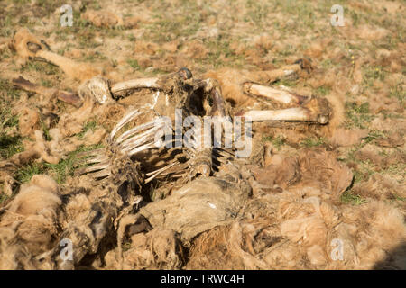 Dead camel dans la steppe. Banque D'Images