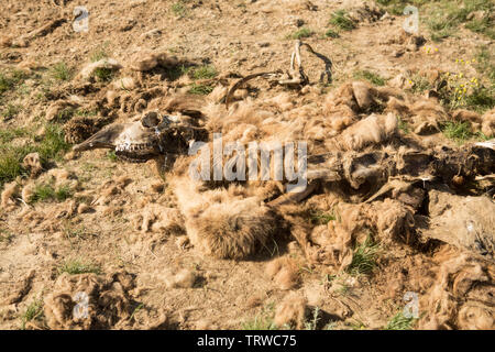 Dead camel dans la steppe. Banque D'Images