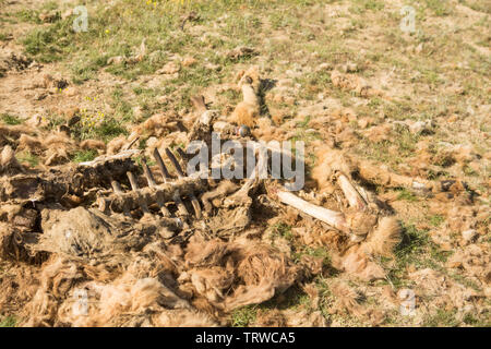 Dead camel dans la steppe. Banque D'Images