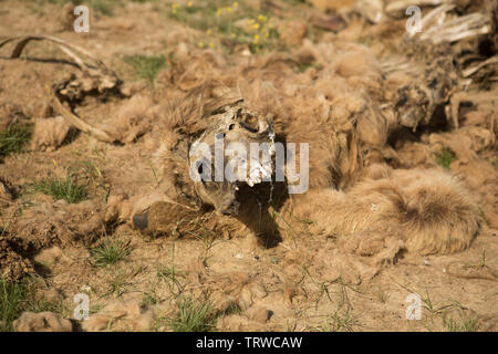 Dead camel dans la steppe. Banque D'Images