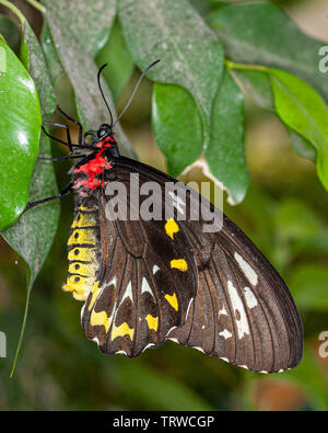 Papillon de la Cites de Cairns Banque D'Images