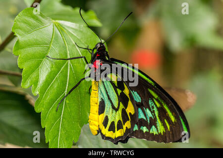 Papillon de la Cites de Cairns Banque D'Images