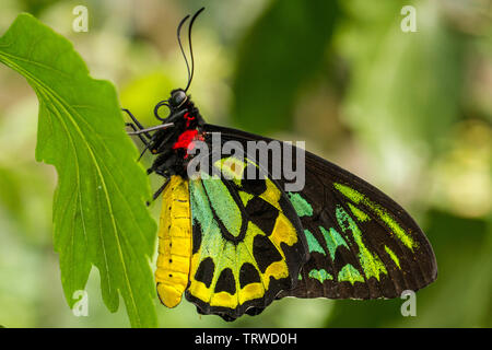 Papillon de la Cites de Cairns Banque D'Images