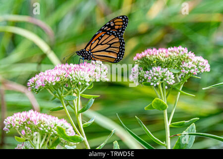 Papillon monarque Banque D'Images