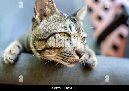 Beau chat tigré gris à l'écart, Close up Banque D'Images
