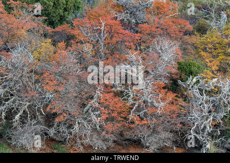 Bois d'automne,NP Torres del Paine, Chili Banque D'Images