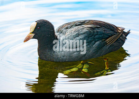 Foulque d'adultes, sur l'eau à Himley Hall à Dudley. Banque D'Images