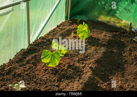 Focus sélectif de jeunes plantes cuumber - Cucurbitaceae, plantés en polytunnel , mi-mai. Surrey, UK Banque D'Images