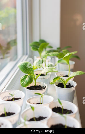 UK-germant et croissante ( Corgette Cucurbita pepo) et de plants de poivrons sur la windowsil Banque D'Images