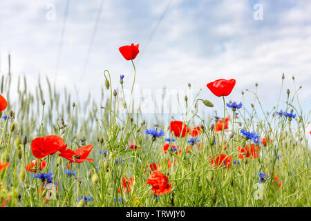 Champ de fleurs sauvages avec les câbles d'électricité dans le ciel, Luxembourg Banque D'Images