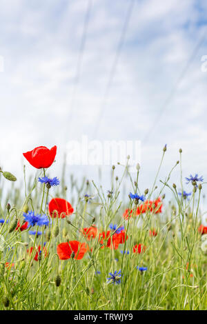 Champ de fleurs sauvages avec les câbles d'électricité dans le ciel, Luxembourg Banque D'Images