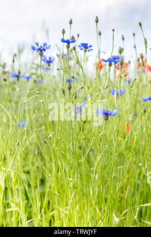 Champ bleu et rouge fleurs sauvages, Luxembourg Banque D'Images