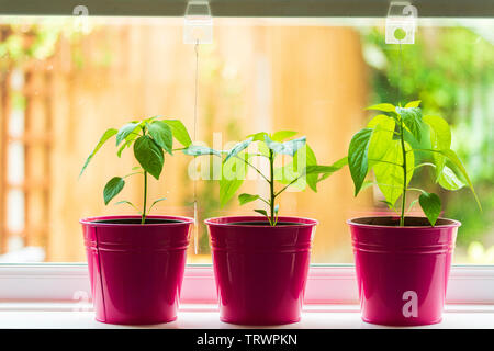 Piment de plus en plus sur les plantes-windowsil Capsicum annuum Banque D'Images