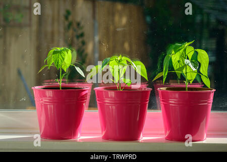 Piment sur les plantes croissant windowsil Banque D'Images