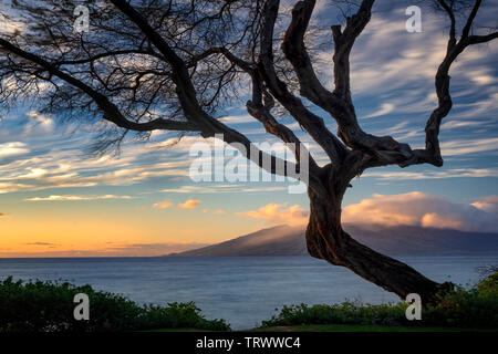 Arbre avec branches et le coucher du soleil de Maui. L'Ouest de Maui en arrière-plan. Maui, Hawaii Banque D'Images