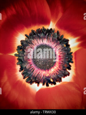 Close up of Anémone rouge fleur. Oregon Banque D'Images