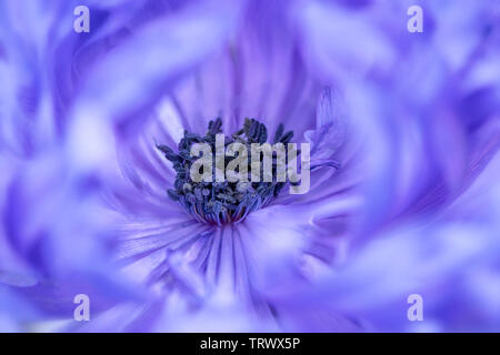 Close up of Anemone (''harmonie Double bleu'). Oregon Banque D'Images
