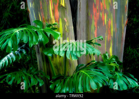 Close up of split leaf philodendron. et peint. d'eucalyptus centenaires. Mauai, New York Banque D'Images