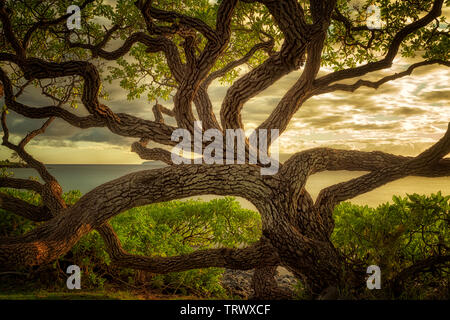 Ramification Wildley arbre. Maui, Hawaii. Banque D'Images