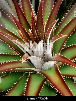 Libre de Droits Photographie Cactus. Ali'i Kula Lavender Farm. Maui, Hawaii Banque D'Images