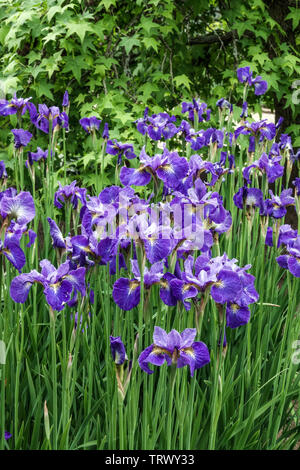 Iris de Sibérie, le bleu des fleurs de jardin Banque D'Images