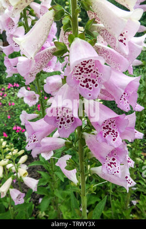 La digitale pourpre Digitalis purpurea 'Camelot Lavender' Banque D'Images