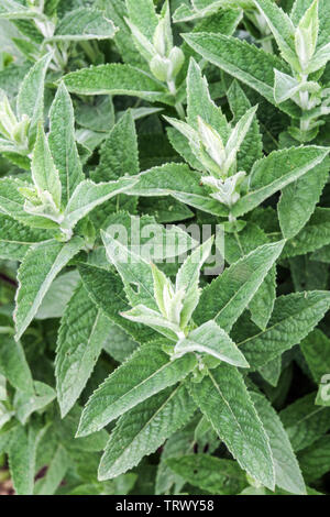 Mentha longifolia 'Buddleia' menthe de cheval poussant dans le jardin Banque D'Images