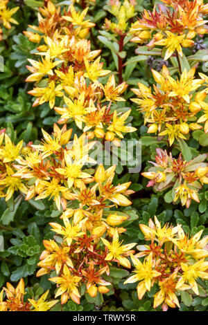 Stonecrop russe floriferus Phedimus Stadthotel Herzog Ludwig 'Gold' Banque D'Images