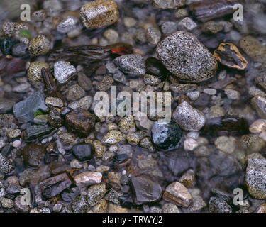 USA, Washington, North Cascades National Park, roches variées comprennent lit du petit affluent de la rivière Cascade North Fork. Banque D'Images