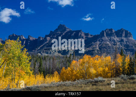 Feuillage de l'automne, trembles, Ranch, Wyoming. Absaroka Banque D'Images