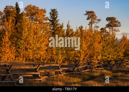 Feuillage de l'automne, trembles, Ranch, Wyoming. Absaroka Banque D'Images