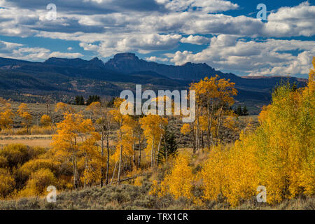 Feuillage de l'automne, trembles, Ranch, Wyoming. Absaroka Banque D'Images