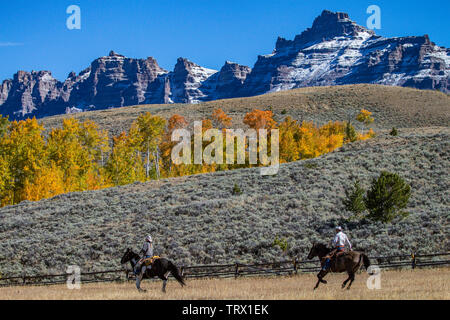 Feuillage de l'automne, trembles, Ranch, Wyoming. Absaroka Banque D'Images