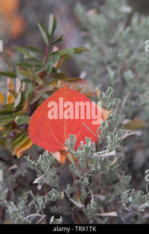 Feuillage de l'automne, trembles, Ranch, Wyoming. Absaroka Banque D'Images