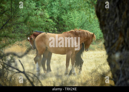 Chevaux sauvages errent dans la forêt nationale de Tonto dans l'Arizona. Banque D'Images