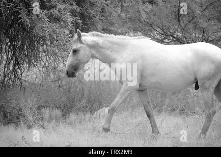 Chevaux sauvages errent dans la forêt nationale de Tonto dans l'Arizona. Banque D'Images