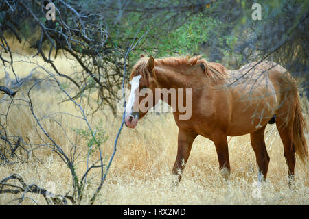 Chevaux sauvages errent dans la forêt nationale de Tonto dans l'Arizona. Banque D'Images