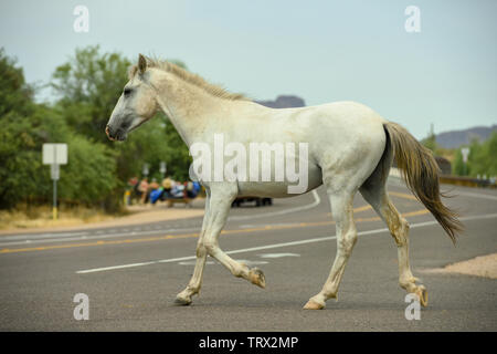 Chevaux sauvages errent dans la forêt nationale de Tonto dans l'Arizona. Banque D'Images