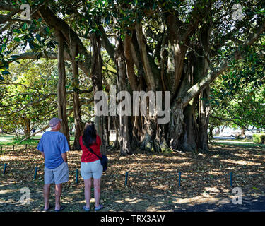 Les touristes photographiant Albert le Banyan Tree à Devonport, en Nouvelle-Zélande. Banque D'Images