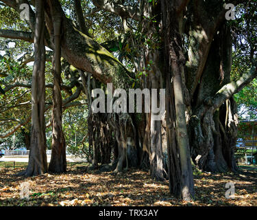 Albert le Banyan Tree à Devonport, en Nouvelle-Zélande. Banque D'Images