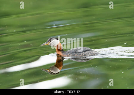 Red-necked Grebe butiner dans Potter Marsh dans le sud de l'Alaska. Banque D'Images