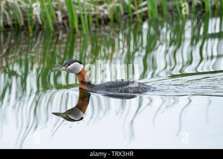 Red-necked Grebe butiner dans Potter Marsh dans le sud de l'Alaska. Banque D'Images