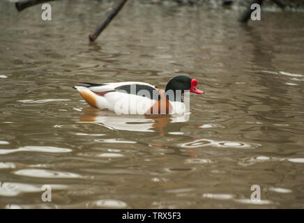 Grand Harle nage dans l'eau. Ce mâle adulte est un canard canard plongée profonde commune à clar lacs et rivières. Banque D'Images