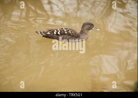 Sarcelle à ailes vertes homme nage dans l'eau à la Sylvan Heights Bird Sanctuary, NC Banque D'Images