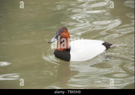 Fuligule à dos blanc (Aythya valisineria) duck nage dans l'eau de l'étang à un parc d'oiseaux. Cet élevage de canards mâles adultes est un canard plongeur. Banque D'Images