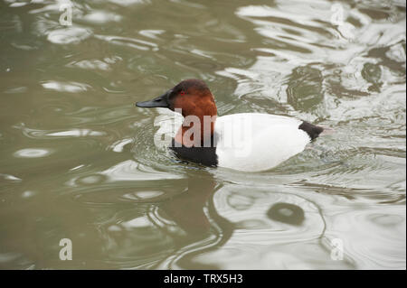 Fuligule à dos blanc (Aythya valisineria) duck nage dans l'eau de l'étang à un parc d'oiseaux. Cet élevage de canards mâles adultes est un canard plongeur. Banque D'Images